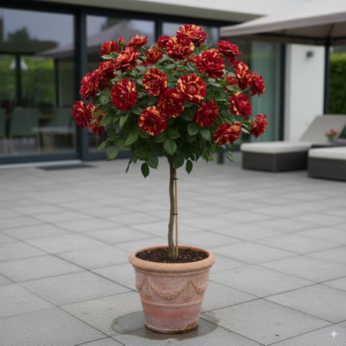 EUROPA GREEN Rosier sur Tige - 120 cm de Hauteur - pour Pots et Pleine Terre - Idéal pour Balcon, terrasse, Petit Jardin (Hocus Pokus)