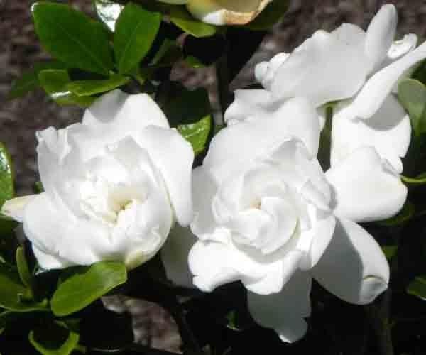 Image of Live Gandharaj Flower Plant | Cape Jasmine Live Plant with Pot | Gardenia jasminoides White Flowering Plant for Home Garden & Balcony