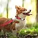 TagME Hundehalsband personalisiert, Reflektierendes gepolstertes Nylon Hundehalsband für mittelgroße Hunde mit Namen und Telefonnummer