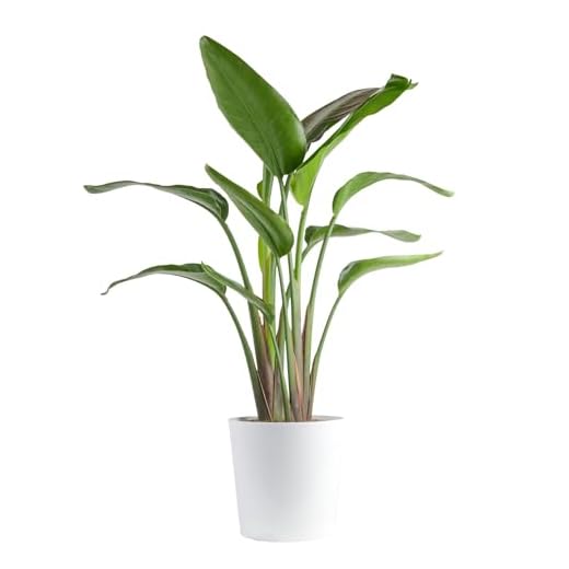 Costa Farms White Bird of Paradise Plant