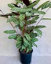 Live Calathea Plant, Decorative Indoor Potted Houseplant with Striped Foliage (pack 1 with pot) zp_17