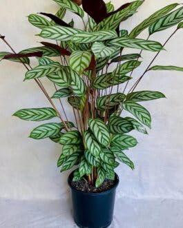 Live Calathea Plant, Decorative Indoor Potted Houseplant with Striped Foliage (pack 1 with pot) zp_17-image-15