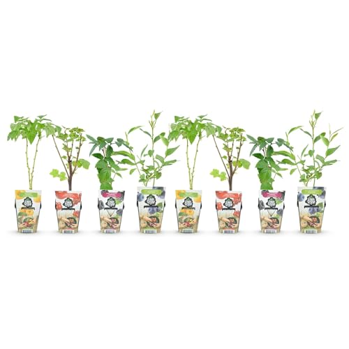 GreenboutiQ - Obstpflanzen - Regenbogen - Rote Johannisbeere - Gelbe Himbeere - Schwarze Brombeere - Blaue Beere - Winterhart - 8 Pflanzen - Topf 9cm