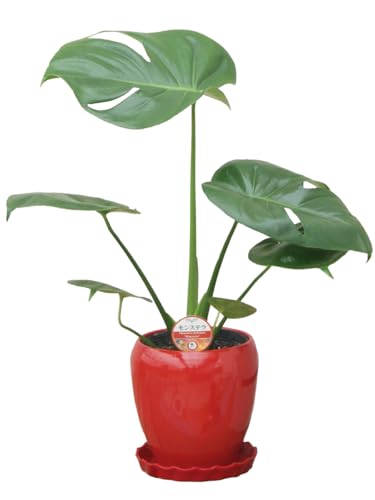 _ ϗtA Xe fVI[T { 5  ۓ픫 Y_ t CeA A JXj zj Mtg ̓ ̓ hV̓ v[g 蕨  Ε  Əj w wj ItBX