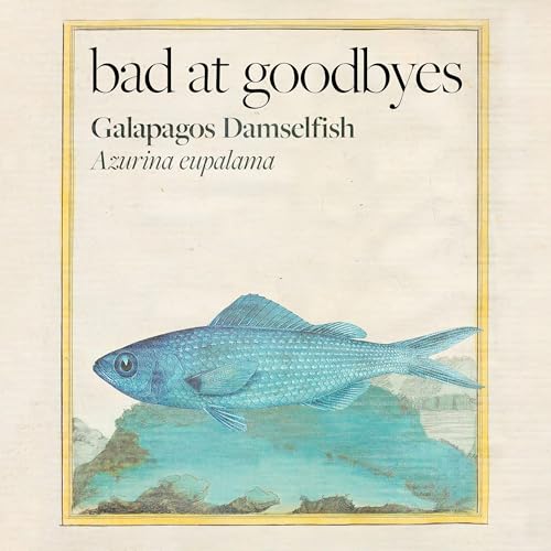 Gal&aacute;pagos Damselfish