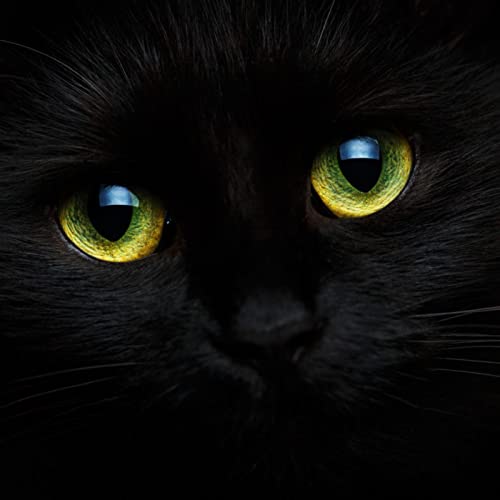 『El gato negro (versi&oacute;n siglo XXI de Pepe Hortelano)』のカバーアート