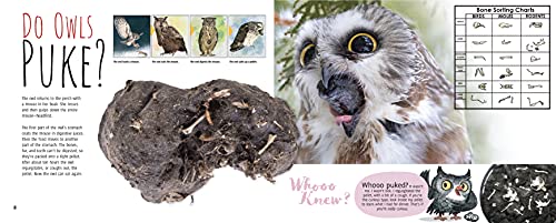 Whooo Knew? The Truth About Owls - Thumbnail 3