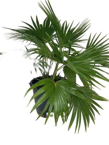 Livistona Chinensis o Ventaglio cinese o Palma fontana, Pianta ornamentale da esterno prodotta da Vivai del Sole vaso diametro cm 45