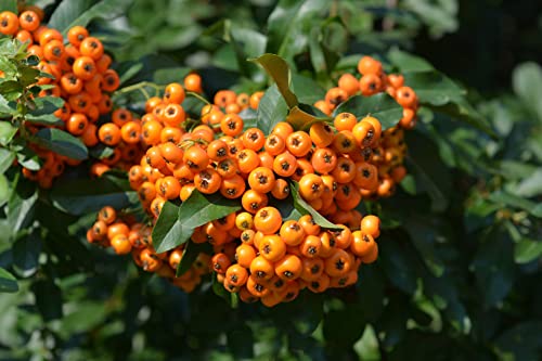 Piracanta arancione Pyracantha coccinea Orange Glow Agazzino, Pianta da siepe sempreverde in Vaso ø9 cm h. 50/60 cm Pianta vera da esterno Vivaio di Castelletto