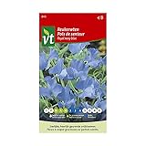 Guisante de olor Royal azul marino - semillas de flores