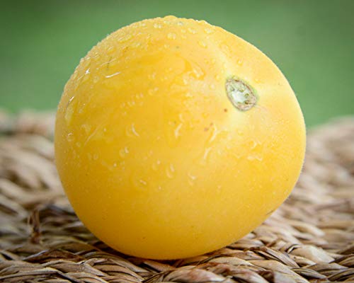 Garden Peach Cocona Peruvian Heirloom Tomato Seeds