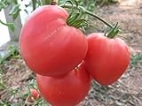 Portal Cool Las semillas del paquete: vegetal del tomate toros Oxheart rosa gigante Orgánica RussianUkraine