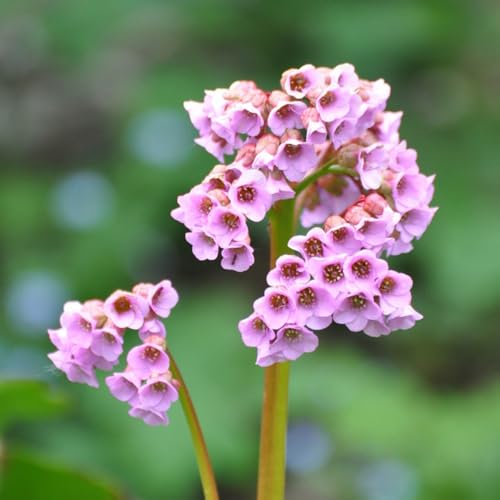 semi di bergenia resistenti, autunnali resistenti giardino al chiuso, decorazione del soggiorno, primaverili di selvatiche, 200pcs