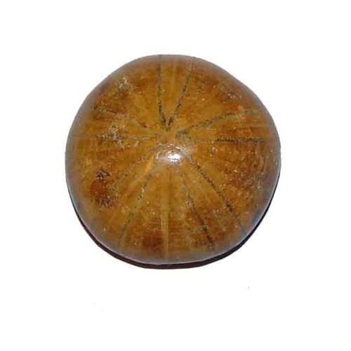 Janni-Shop-Mineralien Seeigel Fossil Madagaskar S RO-SO-3449