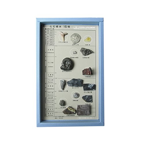 Uncle Pocket Museum Fossils