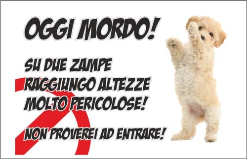 M-ITALY CARTELLO SEGNALETICO - ATTENTI AL CANE BARBONCINO, OGGI MORDO - Adesivo Extra Resistente, Pannello in Forex, Pannello In Alluminio (30x42, Plastica)
