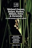 Wetland Grasses, Sedges, Rushes, Mosses, Ferns & Horsetails: Take a walk among wetland plants