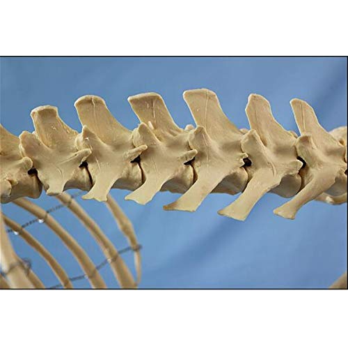 Hund Tieranatomie Extra Groß Hundeskelett Exemplar Modell Tieranatomie Lehrmodell Hunde 87X38X65CM Mit Kunststoffhalter Für Schule Krankenhaus
