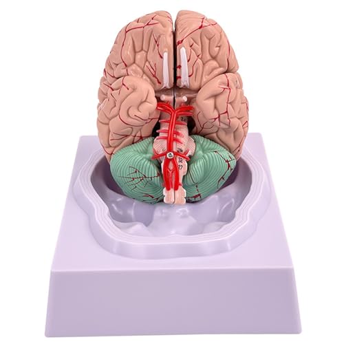 Modèle de cerveau 32 identifiants anatomie humaine grandeur nature