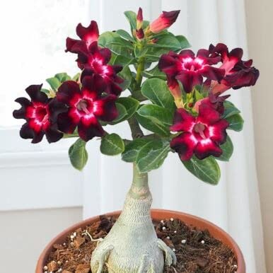 See full amazon price history chart for Cloud Farm Air Layered Adenium/Desert Roses Live Flower Plant CF_1542 Cloud Farm Air Layered Adenium/Desert Roses Live Flower Plant CF_1542 (B0B9ZWCMDM) Amazon Price History, Amazon Price Tracker