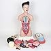 Anatomie Humaine féminine 45 CM Torse Organes internes modèle de système digestif modèle de Corps Humain Amovible Humain pour Aide à la Formation en éducation médicale