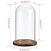 JUXYES Pack of 2 Glass Display Dome Cloche with Solid Wood Base, Clear Dome Bell Terrarium Jar Glass Cloche Bell Jar Display for Plants Collectible Figure