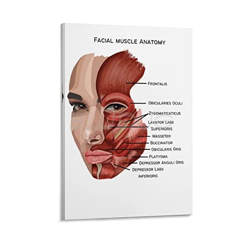 Bludug Facial Muscle Anatomy Poster Canvas Painting Posters And Prints Wall Art Pictures For Living Room Bedroom Decor 24X36Inch(60X90Cm) #TOP27