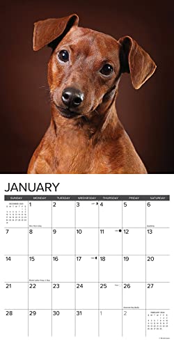 Willow Creek Press Miniature Pinschers Monthly 2024 Wall Calendar (12\" x 12\") - Thumbnail 3