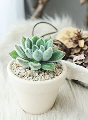 Echeveria Doris Taylor 2" | Healthy Succulent Echeveria Live Easy Care Indoor House Plant, Fully Rooted In 2/4 Inch Sizes #TOP2