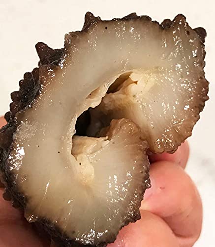 Dol 16Oz=453G Sun Dried Wild Caught 15 Years Mexico Sea Cucumber, Aaa Grade All Natural Nutritious 15 Years 特級墨西哥野生鮑魚參/梅花刺參 大号L 18~28Pcs/16Oz #TOP3