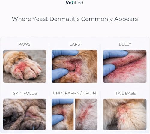 VETIFIED Yeast Dermatitis Spray for Dogs | Veterinary Strength Yeast Infection Treatment for Dogs, Paws and Ears | Topical Anti Yeast Care (+ 30 Day Vet Access) | 8 fl oz | NDC 86247-001-08 — view 2