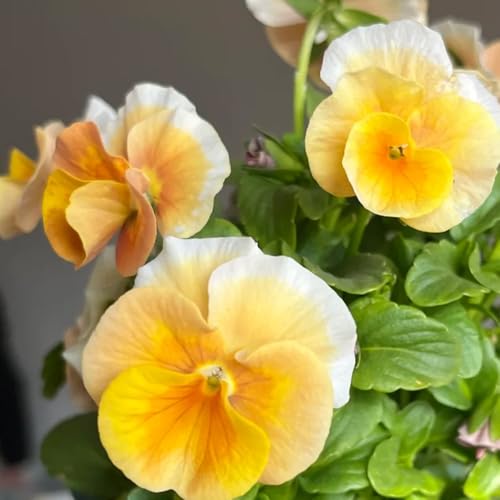 semillas de pensamiento - balcón jardín perennes resistentes 800pcs