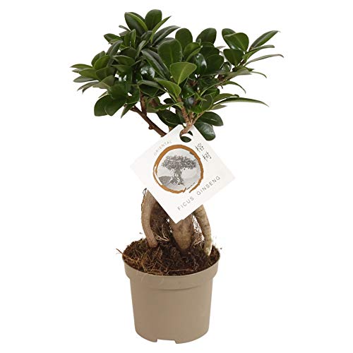Ficus Microcarpa Ginseng Altura 30cm Maceta 12cm Planta Natural