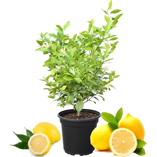 Dwarf Meyer Lemon Citrus Tree, 2-3 Feet Tall in 2 Gal Pot, Sweet Lemon Tree for Home Garden or Indoor Patio Planting, No to CA