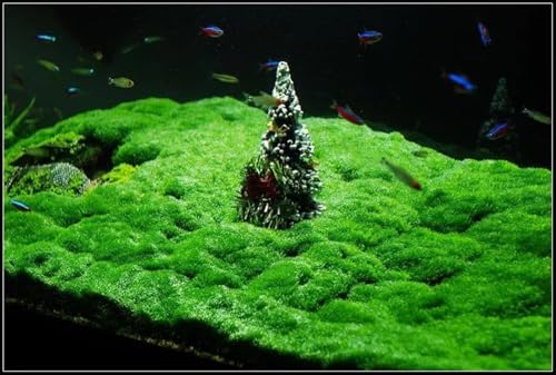 Hemianthus callitrichoides Cuba plante aquarium avant plan