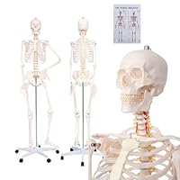 YASRKML 70.8'' Life Size Human Skeleton Model for Anatomy with Display Stand & Wheel, Scientific Skeleton Model with Nervous System & Carotid Artery, Medical Anatomical Model/W Poster for Study