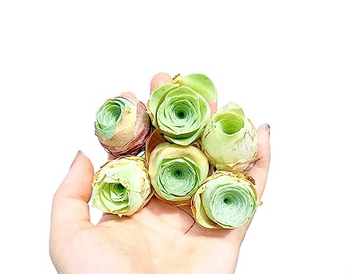 Micro Landscape Design Two Greenovia Mix - Mountain Rose - Live Exotic Succulent Plant - Pack of 2 (Small)
