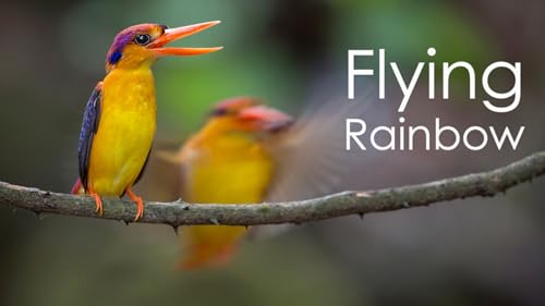 Flying Rainbow