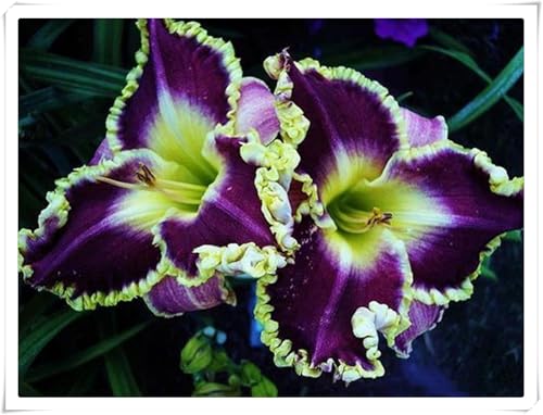 Bulbi di Hemerocallis |Armonioso, Vivaci, Spontaneo,Serena, Soffice, Luminoso, Hemerocallis bulboso -4 Bulbi