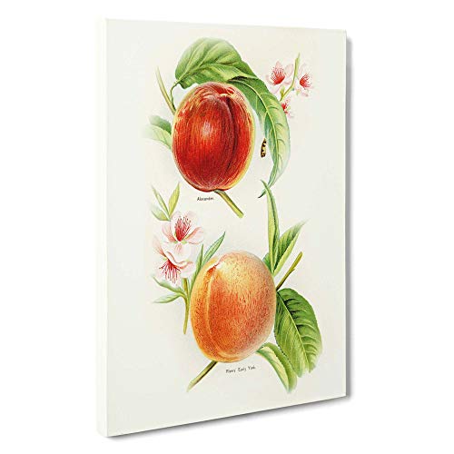 Big Box Art Vintage Illustration of Nectarines Canvas Wall Art Framed Picture Print, 30 x 20 Inch (76 x 50 cm), White, Yellow, Green, Orange, Red