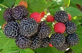 Raspberry Great Garden Fruit Bush by Seed Kingdom 1 Oz Seeds