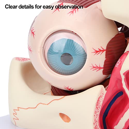 Modèle anatomique des yeux grossissement 3x avec support pour étude médicale - 3
