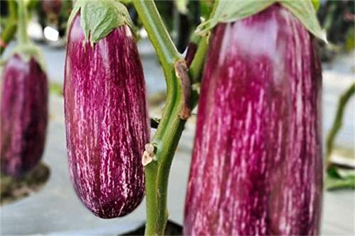 Gandia Eggplant Seed 200 Seeds Aubergine Listada De Gandia Mini Vegetables Purple Skinned Fruit #TOP1