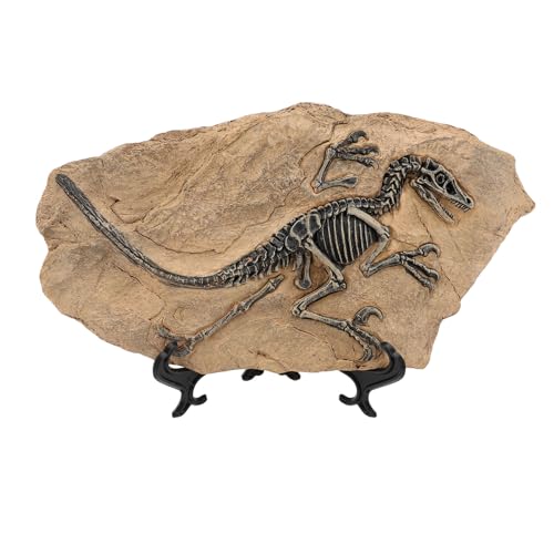 Alomejor Réplica de Fósil de Dinosaurio, Figura de Resina Detallada para Estudio, Decoración de Oficina, Modelo Educativo Realista para Entusiastas