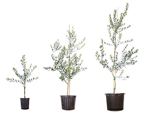 Perfect Plants Arbequina Olive Tree 3-4 Ft, Live Includes Special Blend Food, Planting Guide #TOP3