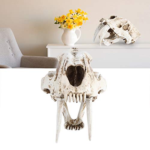 Crânio de tigre de resina Crânio de animal, excelente acabamento Simulação de alta simulação Modelo