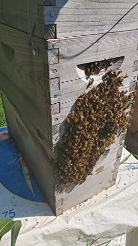 Swarm-Lure-for-Collecting-Honey-Bee-Swarms-2-oz-Spray-Bottle