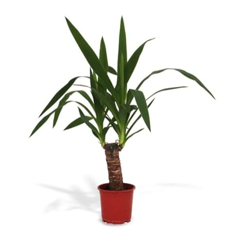 Planta Yucca natural en maceta de Ø12cm (altura total aproximada 40cm )