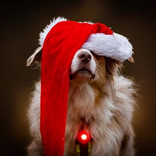 Orbiloc, Sicherheitslicht für Hundehalsbänder