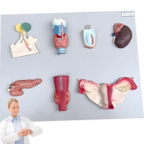 Modèle endocrine parathyroïde et ovarien AMITD anatomique